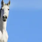 Yrityksen 1 kuva ÄIMÄRAUTION RATSASTUSKESKUS Urheilu- ja liikuntakoulutus  Oulu 14