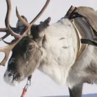 Yrityksen 1 kuva ARCTIC REINDEER FARM Varauspalvelut, matkaoppaiden palvelut ym.  Napapiiri Rovaniemi LL