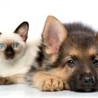 Yrityksen 1 kuva ELÄINLÄÄKÄRI TANELI TIRKKONEN Eläinlääkintäpalvelut  Vaasa 12