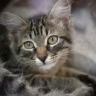 Yrityksen 2 kuva ELÄINLÄÄKÄRI TANELI TIRKKONEN Eläinlääkintäpalvelut  Vaasa 12