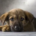 Yrityksen 3 kuva ELÄINLÄÄKÄRI TANELI TIRKKONEN Eläinlääkintäpalvelut  Vaasa 12