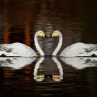 Yrityksen 3 kuva HAUTAUSTOIMISTO ARMAS BORG & CO OY Hautaustoimistojen palvelut  Helsinki 18