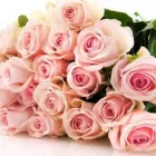 Yrityksen 1 kuva HYLLYKALLION KUKKA Kukkien vähittäiskauppa  Seinäjoki 03