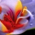 Yrityksen 1 kuva KAUNEUS PHUKET OY Kauneudenhoitopalvelut  Helsinki 18