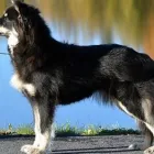 Yrityksen 2 kuva KENNEL MINTLINE'S  Peipohja 17