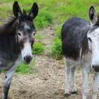 Yrityksen 3 kuva KIEVARILA KISSANKELLO OY  Himanka 14