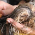 Yrityksen 1 kuva KOIRANTRIMMAAJA PIRJO HJELM Muualla luokittelemattomat henkilökohtaiset palvelut  Kerava 18