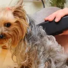 Yrityksen 2 kuva KOIRANTRIMMAAJA PIRJO HJELM Muualla luokittelemattomat henkilökohtaiset palvelut  Kerava 18