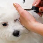 Yrityksen 3 kuva KOIRANTRIMMAAJA PIRJO HJELM Muualla luokittelemattomat henkilökohtaiset palvelut  Kerava 18