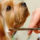 Yrityksen 4 kuva KOIRANTRIMMAAJA PIRJO HJELM Muualla luokittelemattomat henkilökohtaiset palvelut  Kerava 18