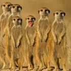 Yrityksen 2 kuva KON-TIKI TOURS  Helsinki 18