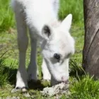 Yrityksen 2 kuva KONTTANIEMEN POROTILA Varauspalvelut, matkaoppaiden palvelut ym.  Rovaniemi LL