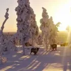 Yrityksen 3 kuva KONTTANIEMEN POROTILA Varauspalvelut, matkaoppaiden palvelut ym.  Rovaniemi LL