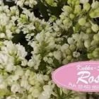 Yrityksen 5 kuva KUKKA-SHOP ROSA  Rauma 17