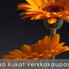 Yrityksen 1 kuva KUKKAKAUPPA AR-KUKKA Kukkien vähittäiskauppa  Seinäjoki 03