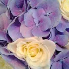 Yrityksen 10 kuva KUKKAKAUPPA ESPOO, LEPPÄVAARAN KUKKA OY Kukkien vähittäiskauppa  Espoo 18