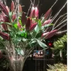 Yrityksen 5 kuva KUKKAKAUPPA FORM & FLORA OY Kukkien vähittäiskauppa  Helsinki 18