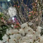 Yrityksen 6 kuva KUKKAKAUPPA FORM & FLORA OY Kukkien vähittäiskauppa  Helsinki 18