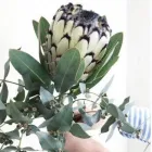 Yrityksen 2 kuva KUKKAKAUPPA LIVING ROOM Kukkien vähittäiskauppa  Helsinki 18