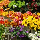 Yrityksen 2 kuva KUKKAKAUPPA LUTUKKA Kukkien vähittäiskauppa  Helsinki 18