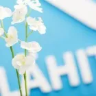 Yrityksen 1 kuva LÄHITAPIOLA ETELÄ, KOSKI TL  Koski Tl 19