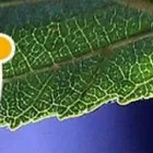 Yrityksen 1 kuva LÄNSIRANNIKON KIINTEISTÖPALVELU OY Kiinteistönhoito  Vaasa 12