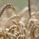 Yrityksen 1 kuva LANTMÄNNEN AGRO NIVALA  Nivala 14