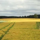 Yrityksen 1 kuva LANTMÄNNEN AGRO TAMPERE Rauta- ja rakennustarvikkeiden yleisvähittäiskauppa  Nokia 11