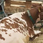 Yrityksen 3 kuva LANTMÄNNEN AGRO TAMPERE Rauta- ja rakennustarvikkeiden yleisvähittäiskauppa  Nokia 11