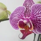 Yrityksen 2 kuva LAURILAN KUKKA JA HAUTAUSTOIMISTO Kukkien vähittäiskauppa  Nivala 14