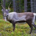 Yrityksen 2 kuva M & V BRANDT AB OY Nahkavaatteiden valmistus  Kokkola 07