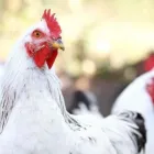 Yrityksen 1 kuva MÄKIFARMI OY Broilerien tuotanto  Kangasala 11