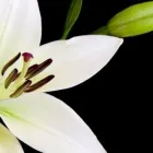 Yrityksen 5 kuva MALMIN HAUTAUSTOIMISTO  Helsinki 18