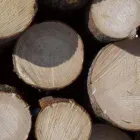 Yrityksen 1 kuva METSÄ GROUP / METSÄLIITTO OSUUSKUNTA Puun sahaus, höyläys ja kyllästys  Espoo 18