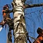 Yrityksen 1 kuva METSÄ MATIKAINEN OY Puunkorjuu  Sipoo 18