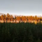 Yrityksen 1 kuva METSÄKONEURAKOINTI PERTTUNEN OY Puunkorjuu  Oulu 14