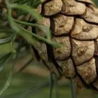 Yrityksen 1 kuva METSÄNHOITOYHDISTYS PYHÄ-KALA MERIJÄRVEN TOIMISTO Metsänhoito  Merijärvi 14