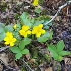 Yrityksen 8 kuva METSÄNHOITOYHDISTYS PYHÄ-KALA MERIJÄRVEN TOIMISTO Metsänhoito  Merijärvi 14