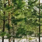 Yrityksen 1 kuva METSÄNHOITOYHDISTYS PYHÄ-KALA NIVALAN TOIMISTO Metsätaloutta palveleva toiminta  Nivala 14