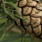 Yrityksen 2 kuva METSÄNHOITOYHDISTYS PYHÄ-KALA NIVALAN TOIMISTO Metsätaloutta palveleva toiminta  Nivala 14