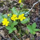 Yrityksen 4 kuva METSÄNHOITOYHDISTYS PYHÄ-KALA VIHANNIN TOIMISTO  Vihanti 14