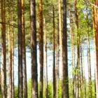 Yrityksen 1 kuva METSÄSUUNNITTELU HOLLANTI OY Metsätaloutta palveleva toiminta  Oulainen 14