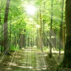 Yrityksen 5 kuva METSÄSUUNNITTELU HOLLANTI OY Metsätaloutta palveleva toiminta  Oulainen 14