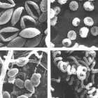 Yrityksen 1 kuva MIKROSEM OY Muu luonnontieteellinen tutkimus ja kehittäminen  Helsinki 18