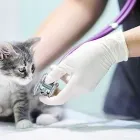 Yrityksen 1 kuva OMAELÄINKLINIKKA TAMPERE  Tampere 11