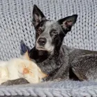 Yrityksen 3 kuva OMAELÄINKLINIKKA TAMPERE  Tampere 11