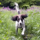 Yrityksen 5 kuva OMAELÄINKLINIKKA TAMPERE  Tampere 11