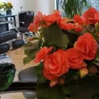 Yrityksen 3 kuva PARTURI-KAMPAAMO SINULLE Parturit ja kampaamot  Espoo 18