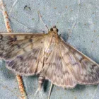 Yrityksen 2 kuva PEST1 CONTROL OY  Espoo 18
