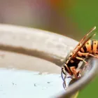 Yrityksen 3 kuva PEST1 CONTROL OY  Espoo 18
